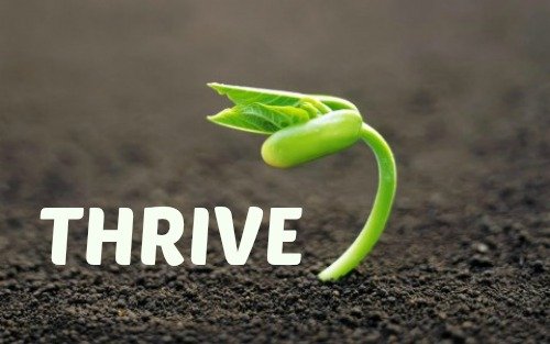 Thrive Quotes: Find Inspiration To Live Your Best Life
